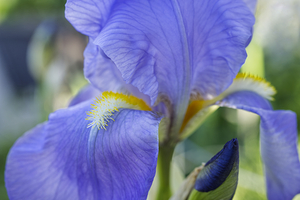 Soft Purple Iris Abstract