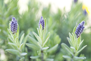 Spanish Lavender Macro II