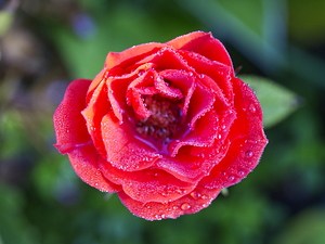Tiny Red Rose after it Rained