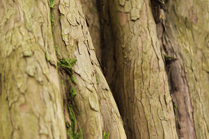 Tree Bark Macro