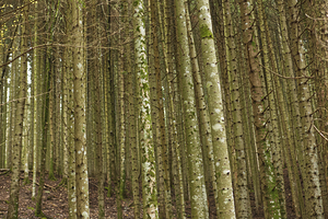 Treestumps under their Crowns 