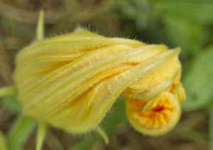 Twisted Yellow Squash Blossom