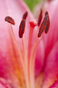 Pink Yellow Oriental Lily Vertical