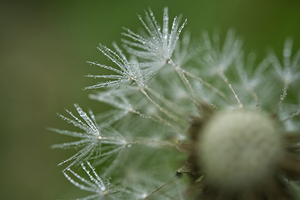 Wet Dandelion Parachutes II