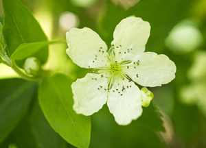 White Blackberry Flowe