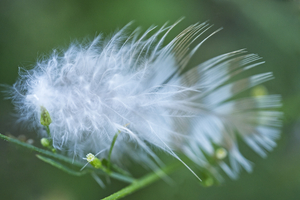 White and Brown Feather 