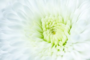 White Chrysanthemum Flower Macro