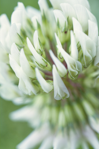 White Clover Flower Birdseye View