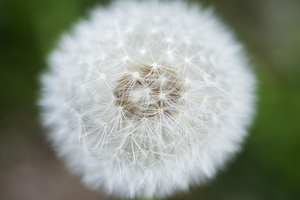 Dandelion Puffball 0510