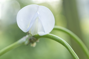 White Yard Long Bean Flower
