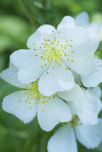 Wild White Rose Cluster 2