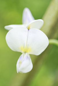 White Asian Bean Flower
