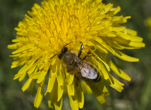 Honeybee on Lower Dandelion Blossom