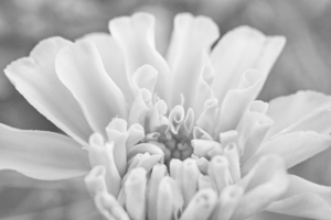 Marigold in Black and White