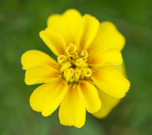 Yellow Marigold  Flower with Morning Dew