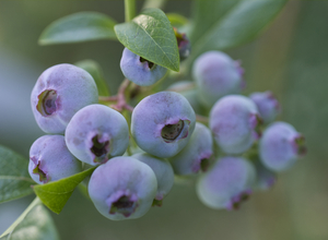 Young Blueberries on Bush