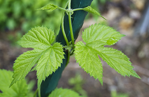 Young Hops Leaves