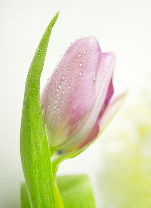 Pink Tulip with Water-Droplets II Macro