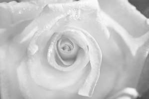 White Rose with Dew