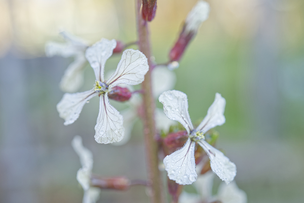 Arugula Flower Duo with Raindrops Print