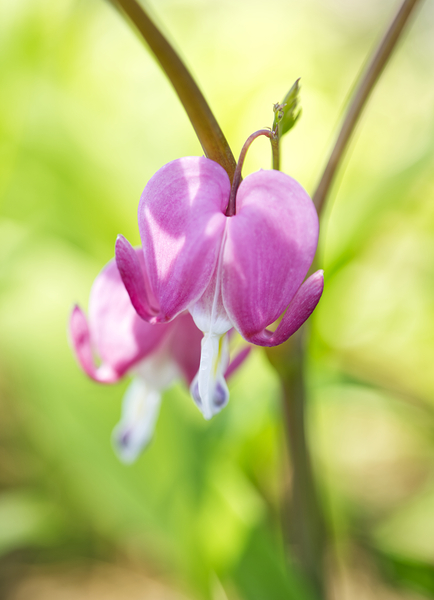 Asian Bleeding Heart Flower Vertical Print