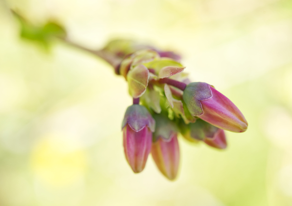 Pink Blueberry Buds with Green Pastel  III Print