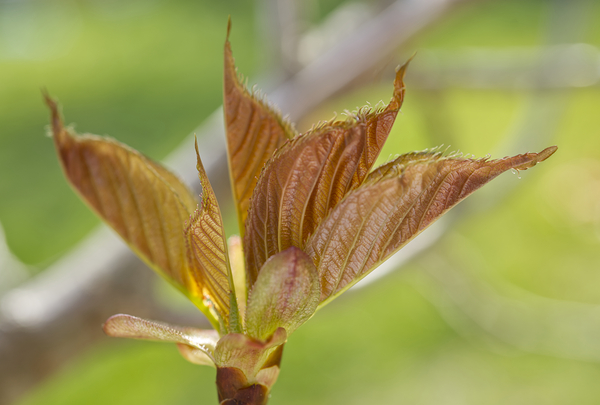 Crape Myrtle Leaves Macro Print