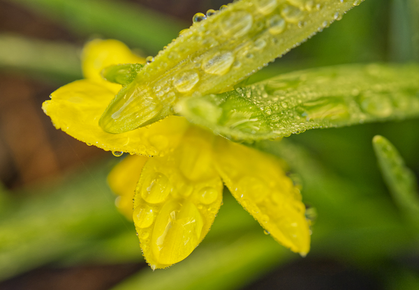 Dandelion Flower Back Macro with Dew  Print
