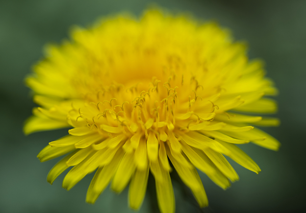 Dandelion Wildflower Macro Print