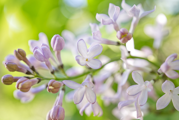 Lavender Lilac Flowering Macro Print