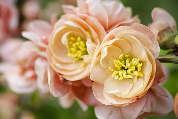 Peach Quince Blossoms Print
