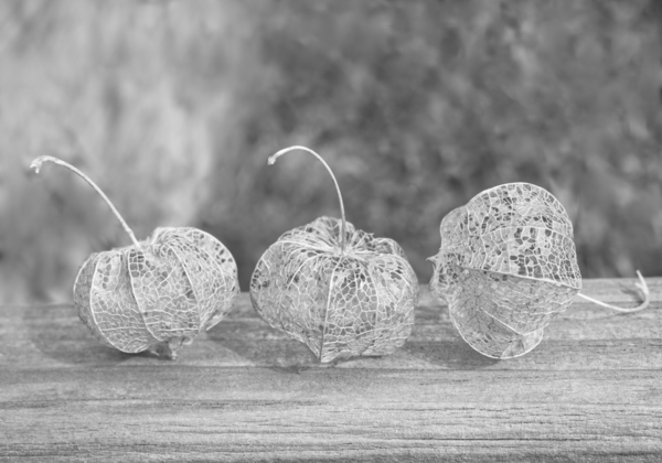 Ground Cherry Physalis Skeleton Triplets in Black and White  Print