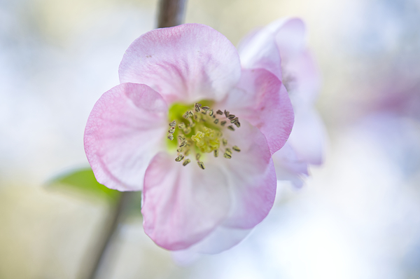 Pink Quince Flower Macro  Print