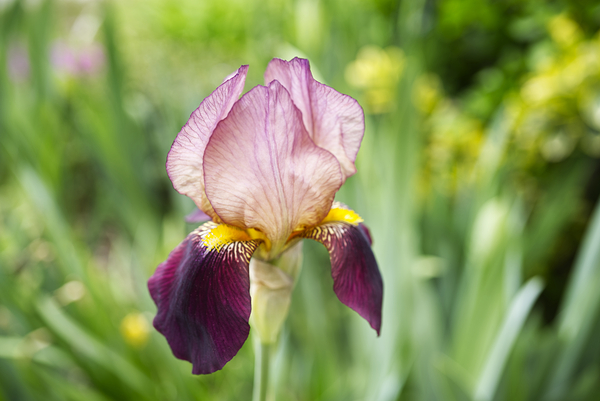 Purple Iris Flower Landscape  Print
