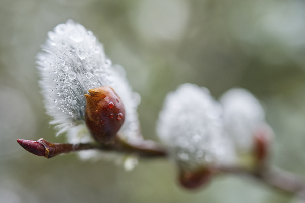Pussy Willow Branch With Raindrops Print