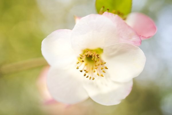 White Pink Quince Floral Macro V Print