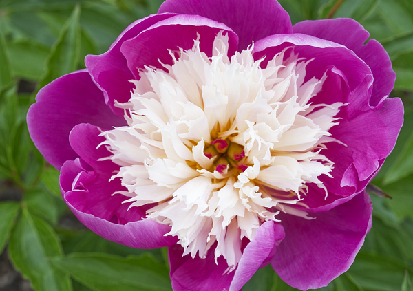 Sorbet Pink and Creme Peonie Flower Print