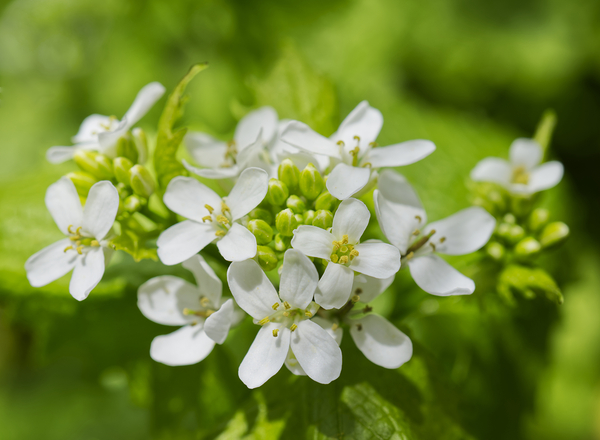 A white garlic mustard flower Print