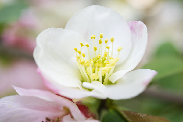 White quince bush flower macro III Print