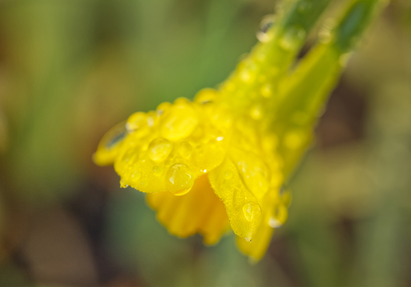 Open Yellow IIDaffodile with Morning Dew II Print