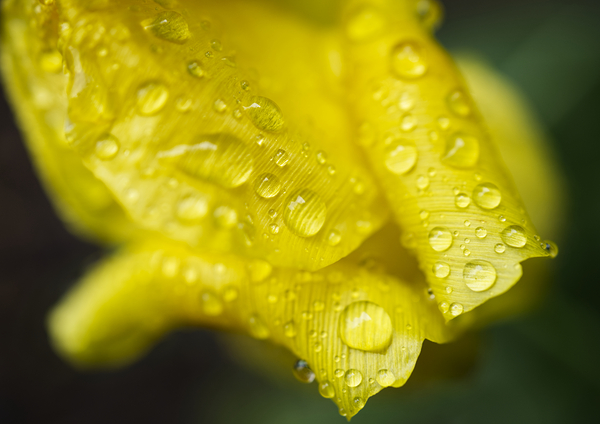 YellowTulip with Raindrop Macro  Print