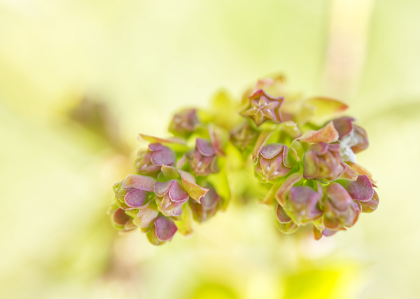 Pink Blueberry Buds with Green Pastel Print