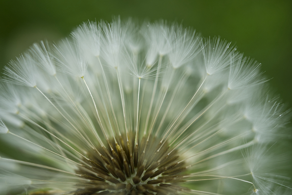 Dandelion Puffball Fan Print