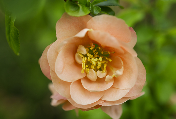  Peach Quince with  Leaves Flower Macro  Print