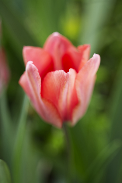 Pink Tulip Macro II Print