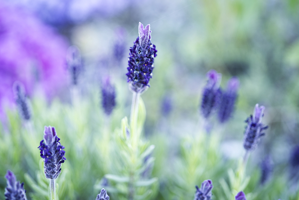 Purple Lavender Flower Macro Print