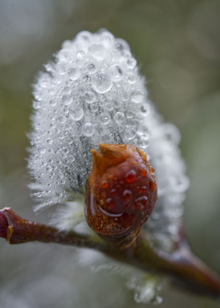 Pussy Willow Bud Print