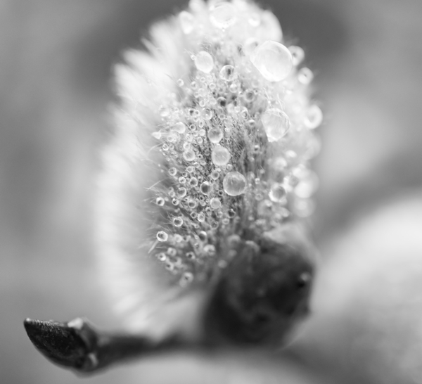 Pussy WIllow Flower With Droplets B&W Print