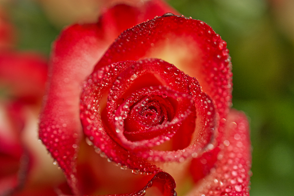 Red Blush Rose Macro III Print