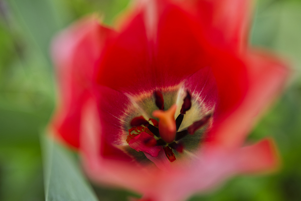 Red Tulip Macro Abstract Print